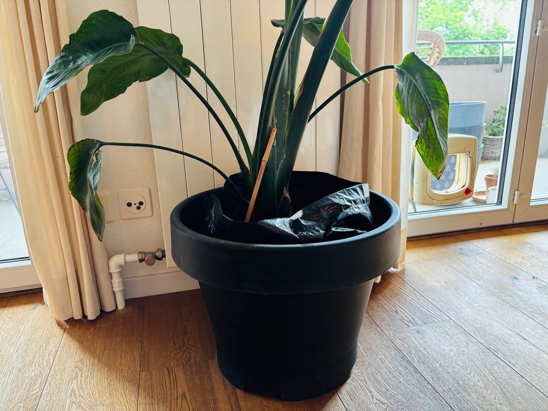 Pflanzen & Samen: Strelitzia Nicolai (letzte Chance!) – Gebraucht aus Zürich von keegstra 1