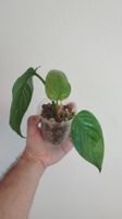 Philodendron Ernestii