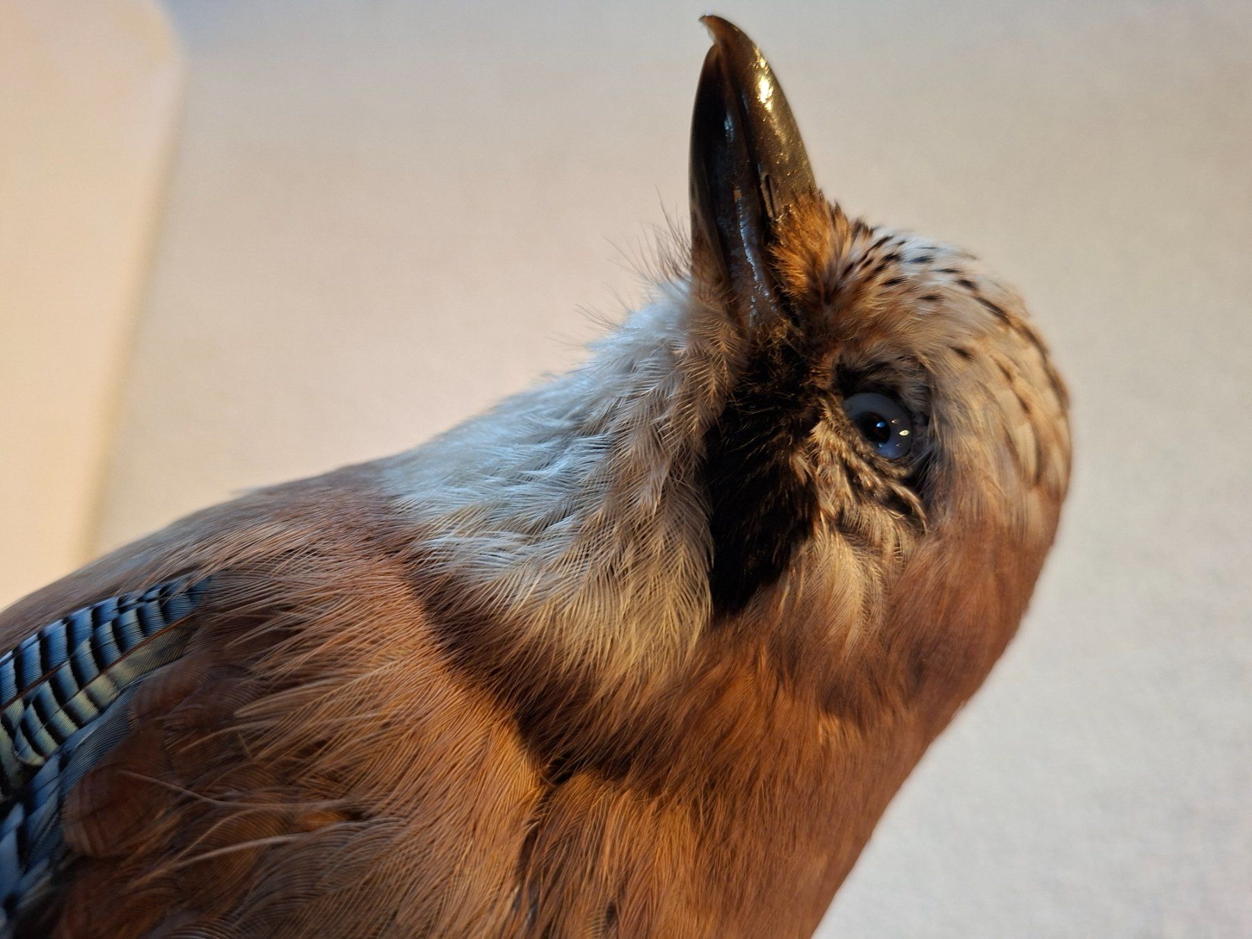Il mondo degli animali: Eichelhäher – Usato da Wünnewil venduto da Boschung1 2