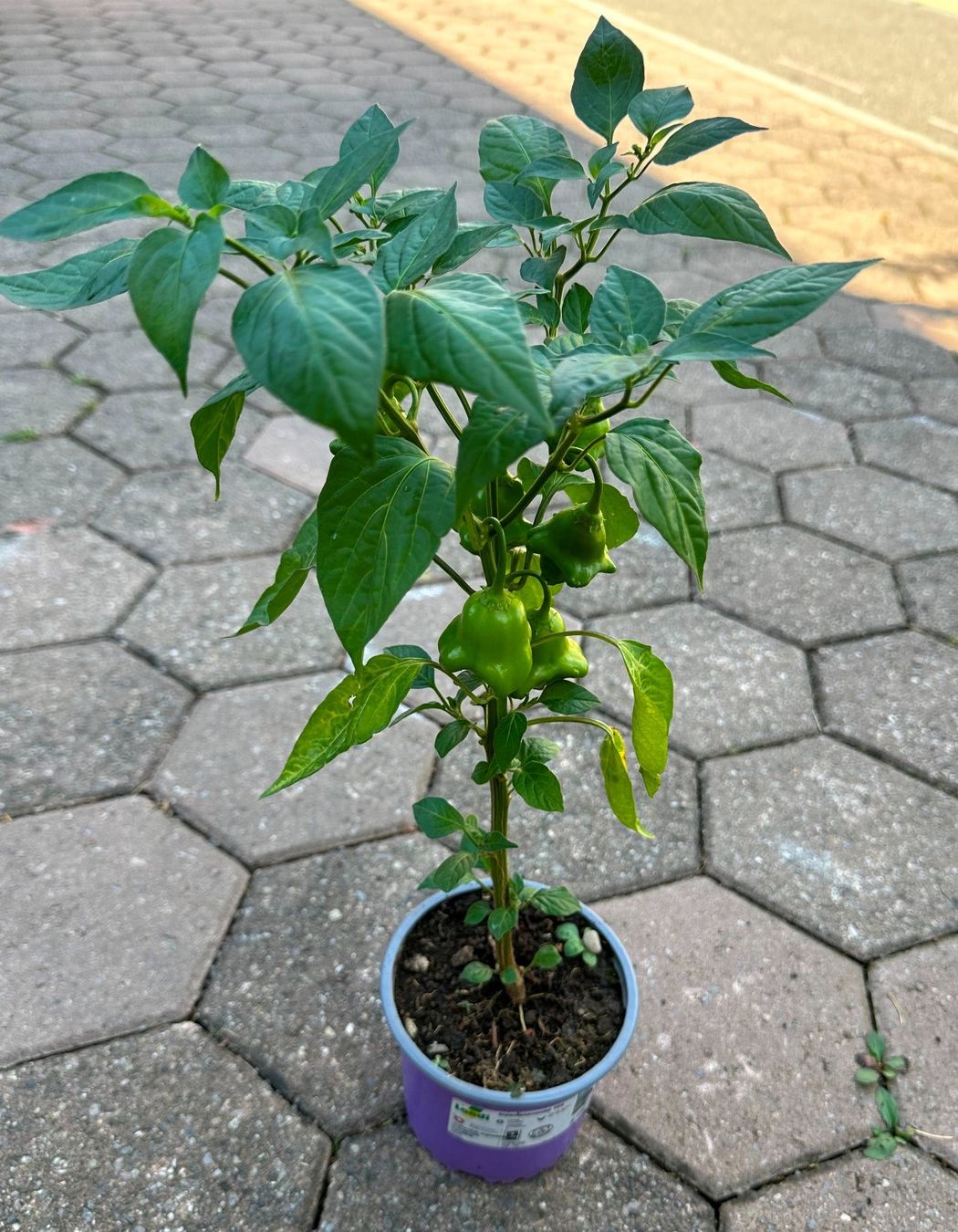 Piante & sementi: Bischofsmütze Paprika - Pflanze! – Nuovo (secondo la descrizione) da Steffisburg venduto da Calceolaria 1