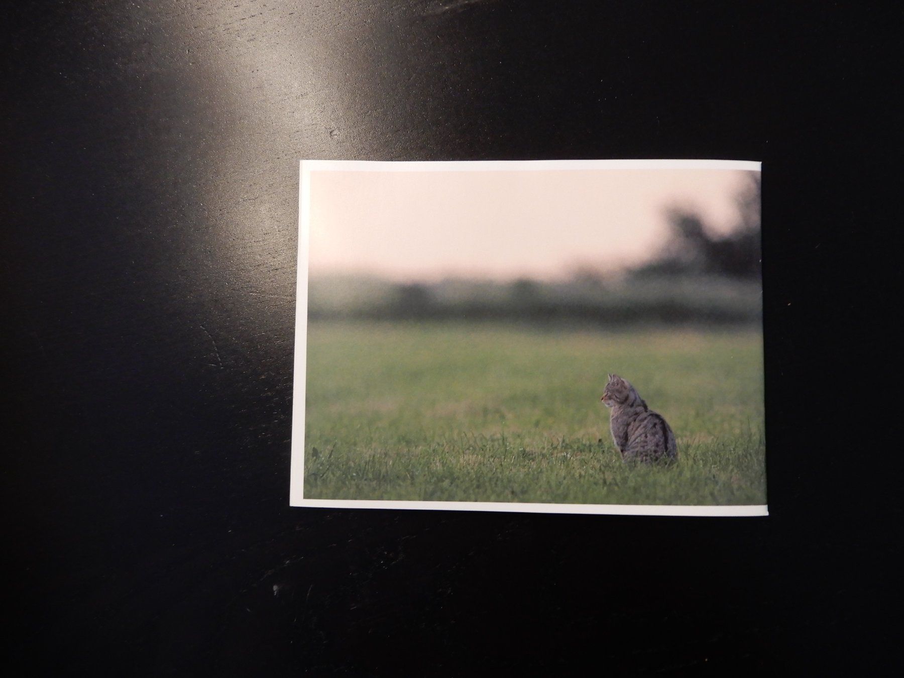 Libri: Wildkatzen Broschüre: Scheue Schatten – Usato da Erstfeld venduto da Mario_boe0 9