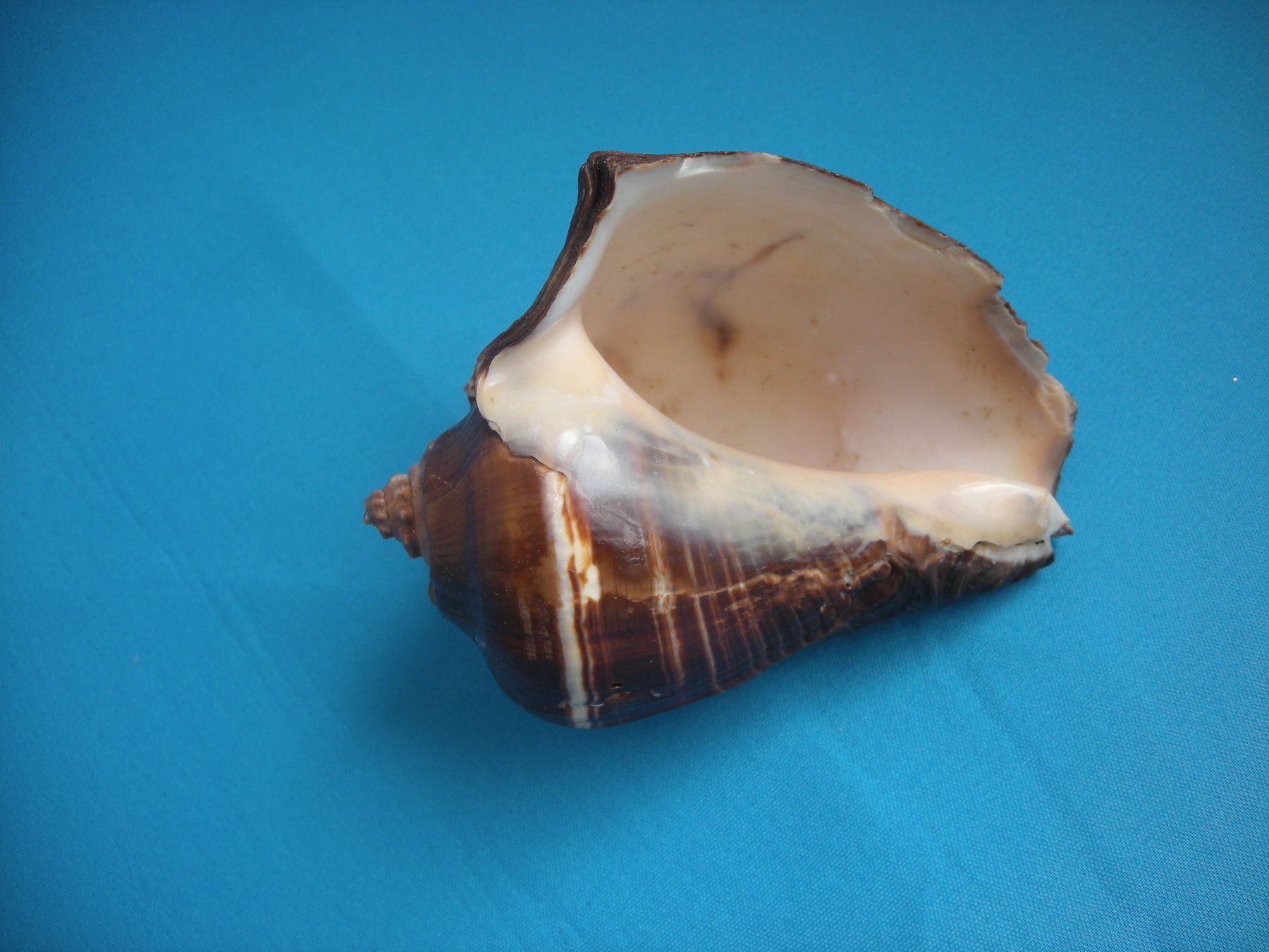 Fossili: Wunderschöne Muschel Philippinen 12 cm – Usato da Spreitenbach venduto da Sniper8952 2