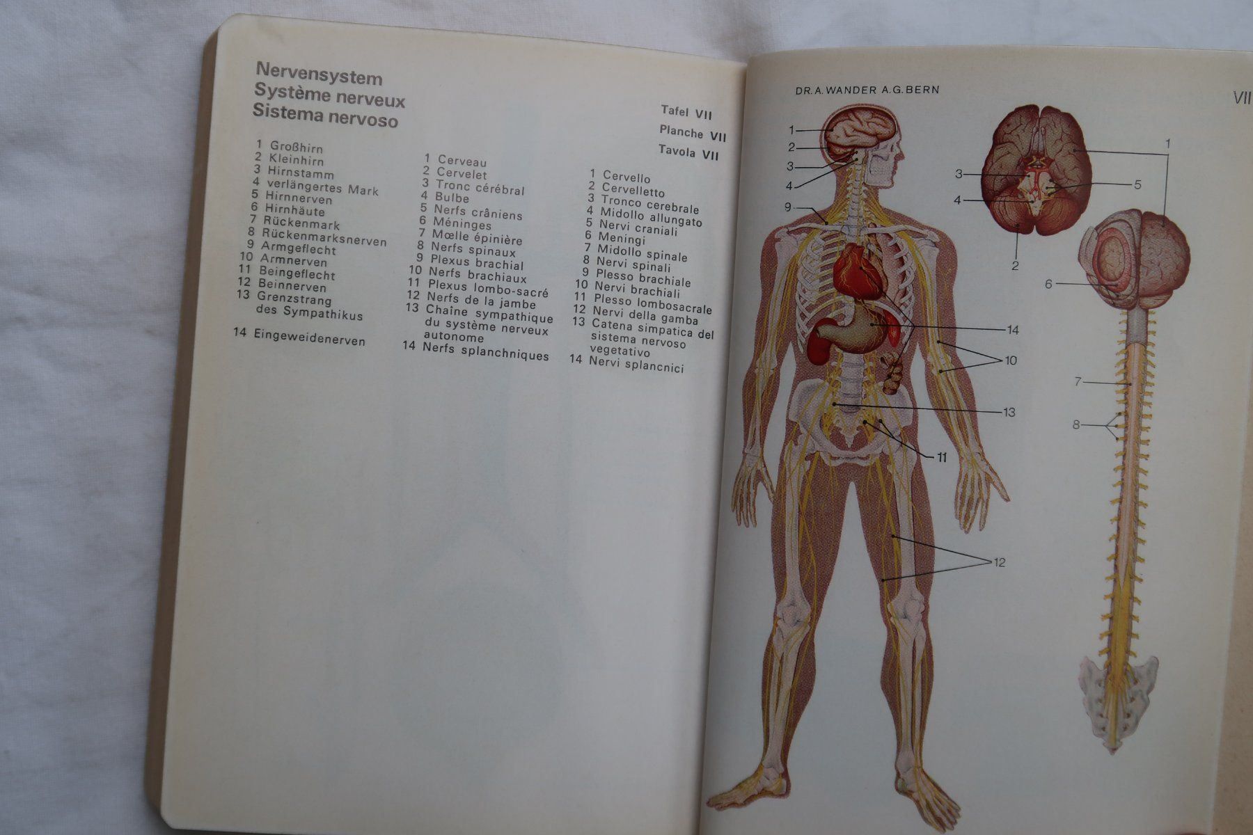 Libri: Reglement "Grundschule Sanitätsdienst" – Usato da Muttenz venduto da Laeckerlihamschter 6