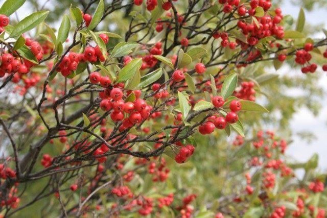 Plantes & graines: Aronie rouge 'Brilliant' comestible  2x – Neuf avec emballage d'origine à Bremblens par FIBONACCI369 2