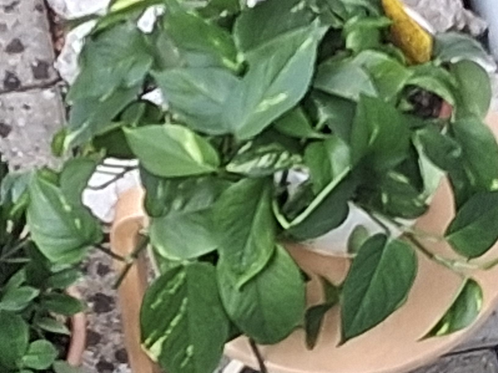 Plantes & graines: Zimmerpflanze Epipremnum aureum – Neuf (Voir description) à Aarburg par brujil 1