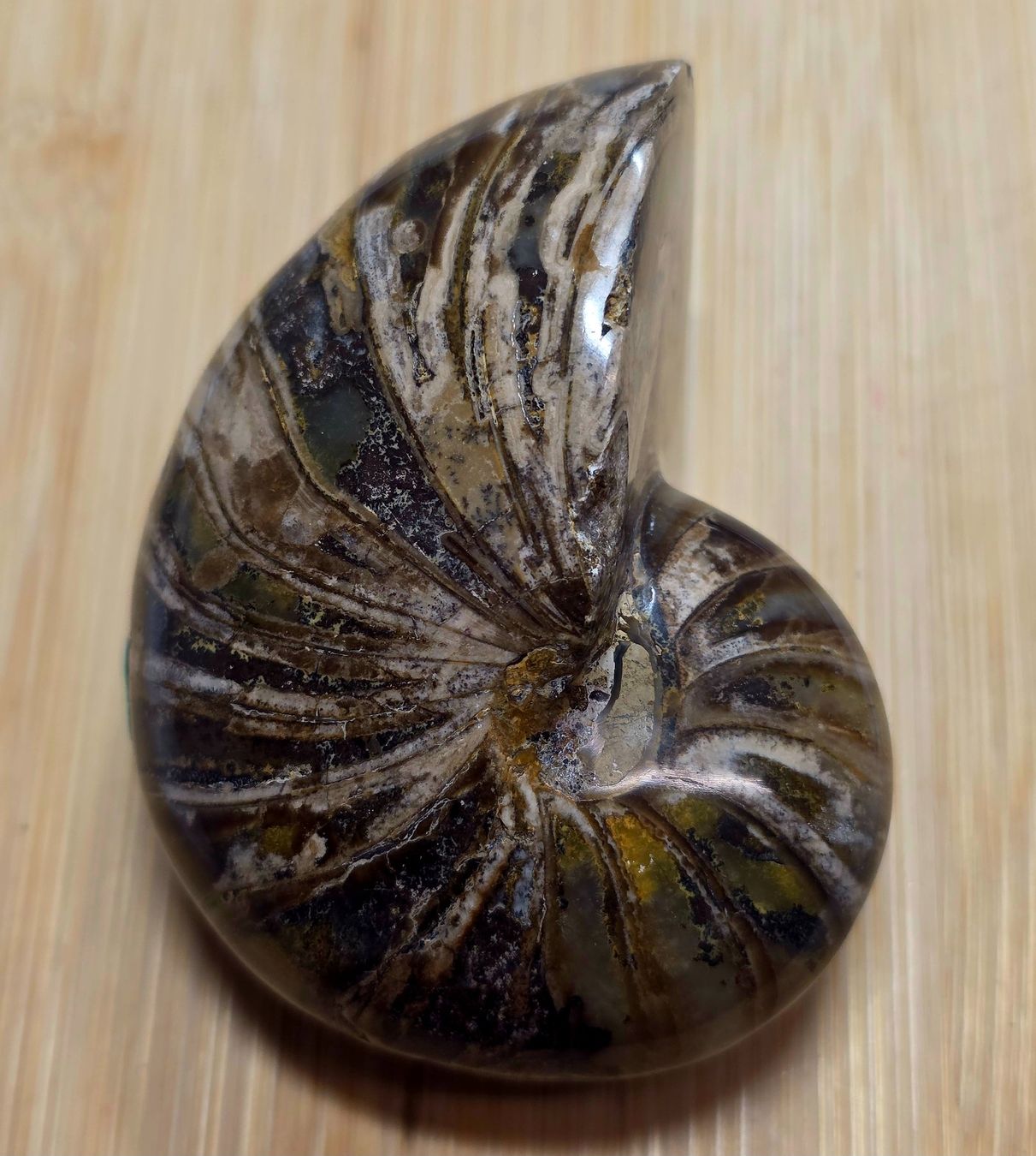 Fossili: Ammonit 165g – Nuovo e nell'imballaggio originale da Matzingen venduto da Shay_Crystalz