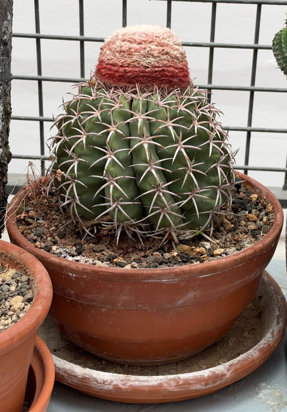 Pflanzen & Samen: Melonenkaktus "Melocactus matanzanus" – Gebraucht aus Arlesheim von auktio999