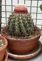 Melonenkaktus "Melocactus matanzanus"