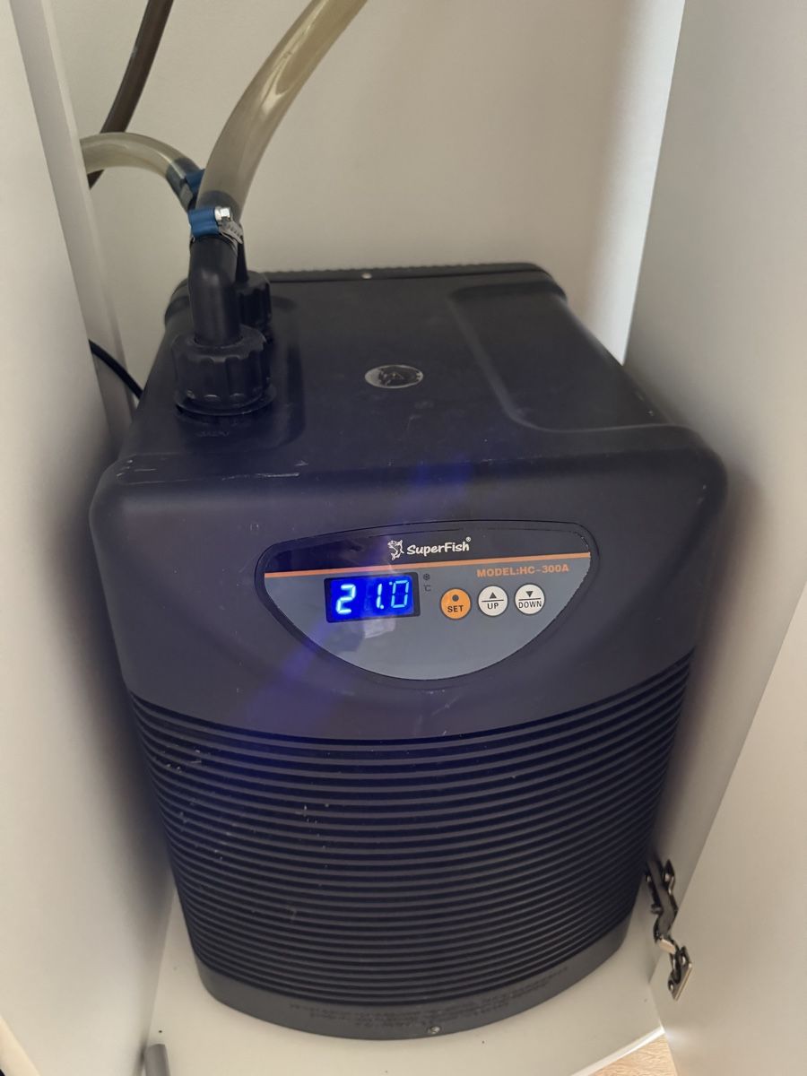 Aquarium: Juwel Vision 360l + 2 Axolotl – D'occasion à Anières par jps_kf85 2