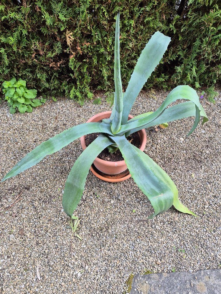Piante & sementi: Agave gross – Usato da Winterthur venduto da laerchenstrasse