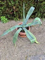 Agave gross
