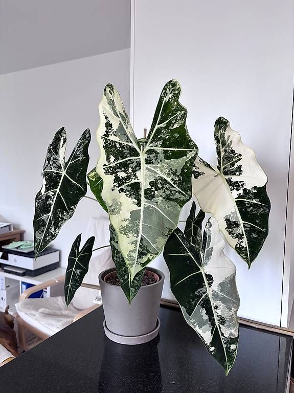 Piante & sementi: Grosse Alocasia Frydek Variegata – Usato da Oberbuchsiten venduto da Muskatellerchen 1