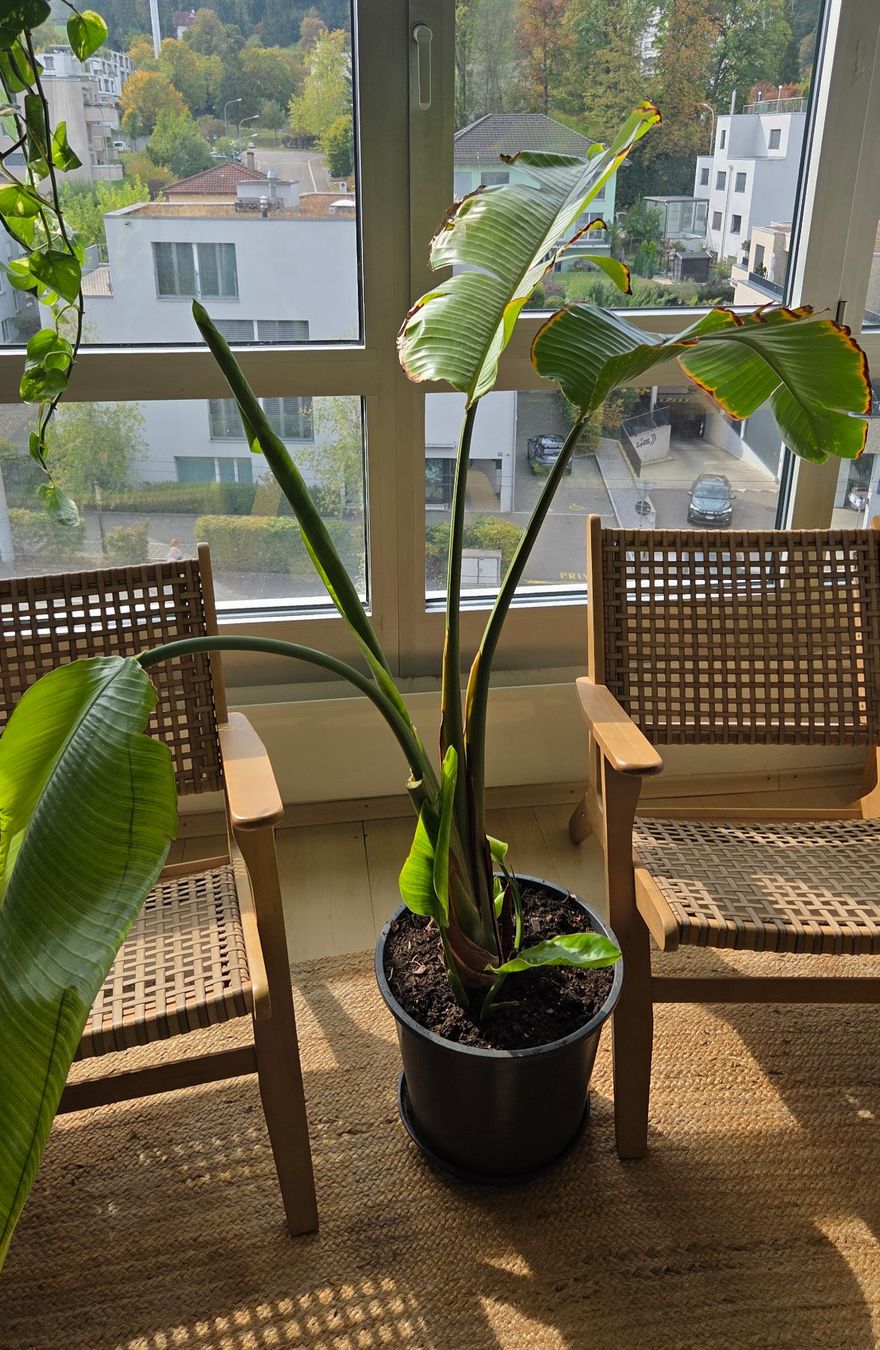 Piante & sementi: Strelitzia nicolai (ca. 90cm) – Usato da Zürich venduto da wile_coyote