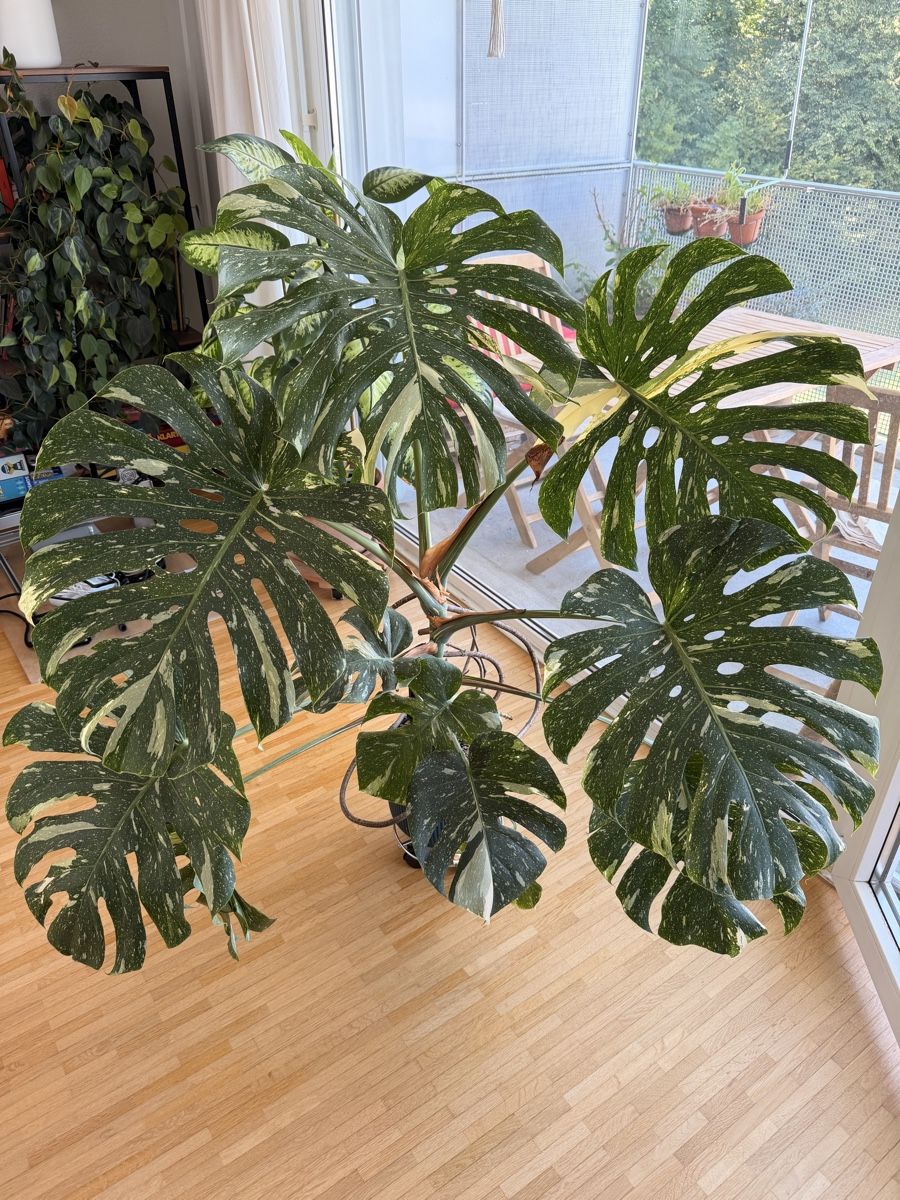 Pflanzen & Samen: Wunderschöne Monstera „Thai Constellation“ 🔥 – Gebraucht aus Luzern von schauen_
