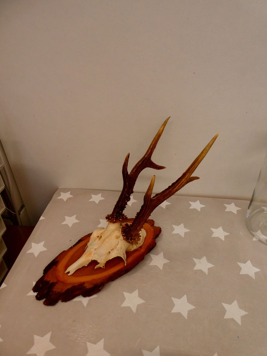 Il mondo degli animali: Geweih Reh? Hirsch? Nr. 3 – Usato da Rafz venduto da Powacaddy