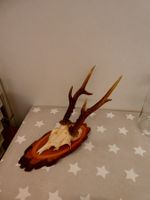 Geweih Reh? Hirsch? Nr. 3