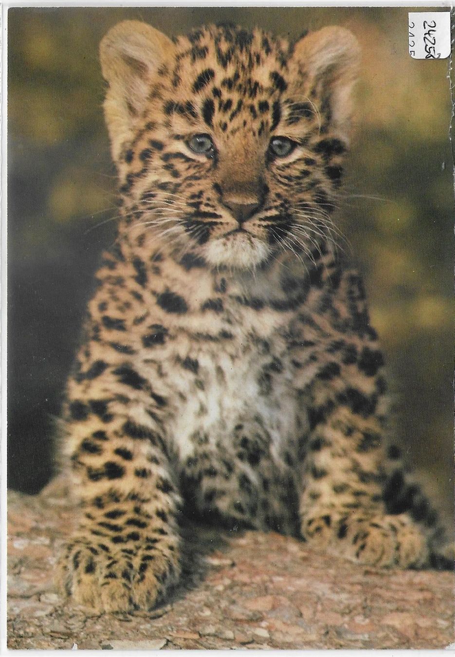 Cartoline postali: Zoo Zürich - Junger Nordchinesischer – Antico da Ettingen venduto da Kartenplanet