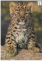Zoo Zürich - Junger Nordchinesischer
