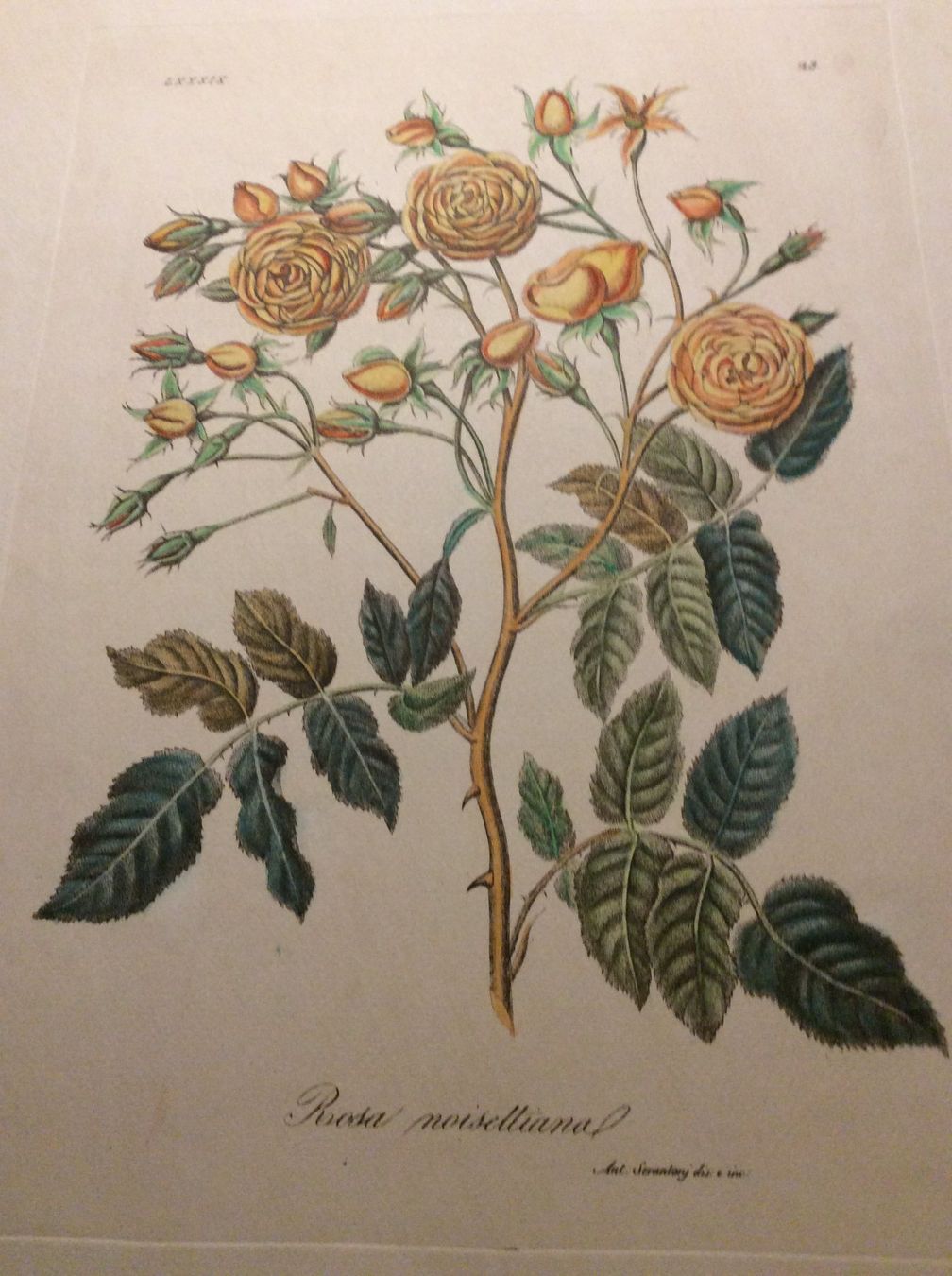 Grafica & Litografie: Planche Ant. Serantoni dis. e inc – Usato da Genève venduto da edelweiss1900 4