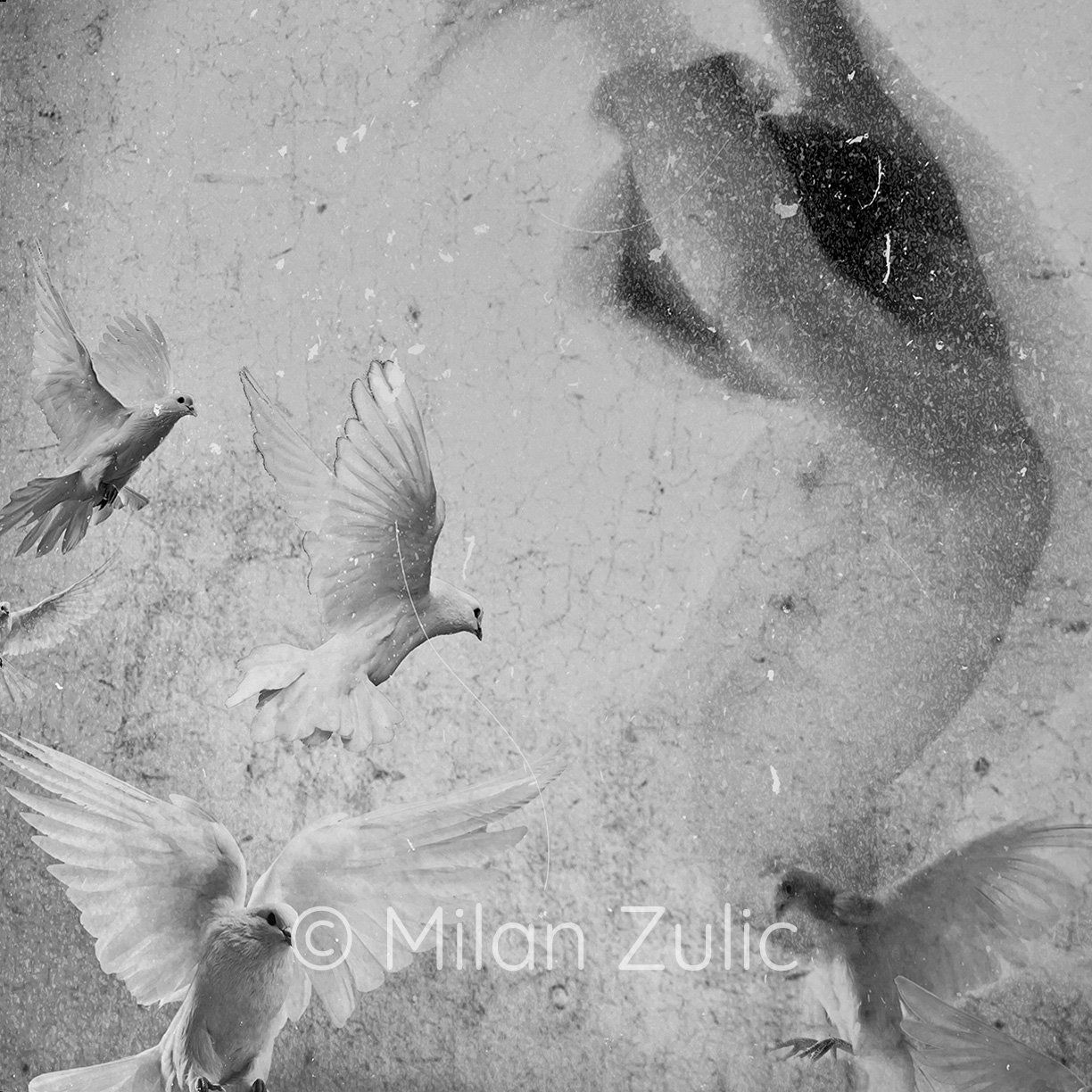 Foto & Immagini: Milan Zulic - Ingravido 002 – Nuovo (secondo la descrizione) da Uetikon am See venduto da mil_7k2b 4