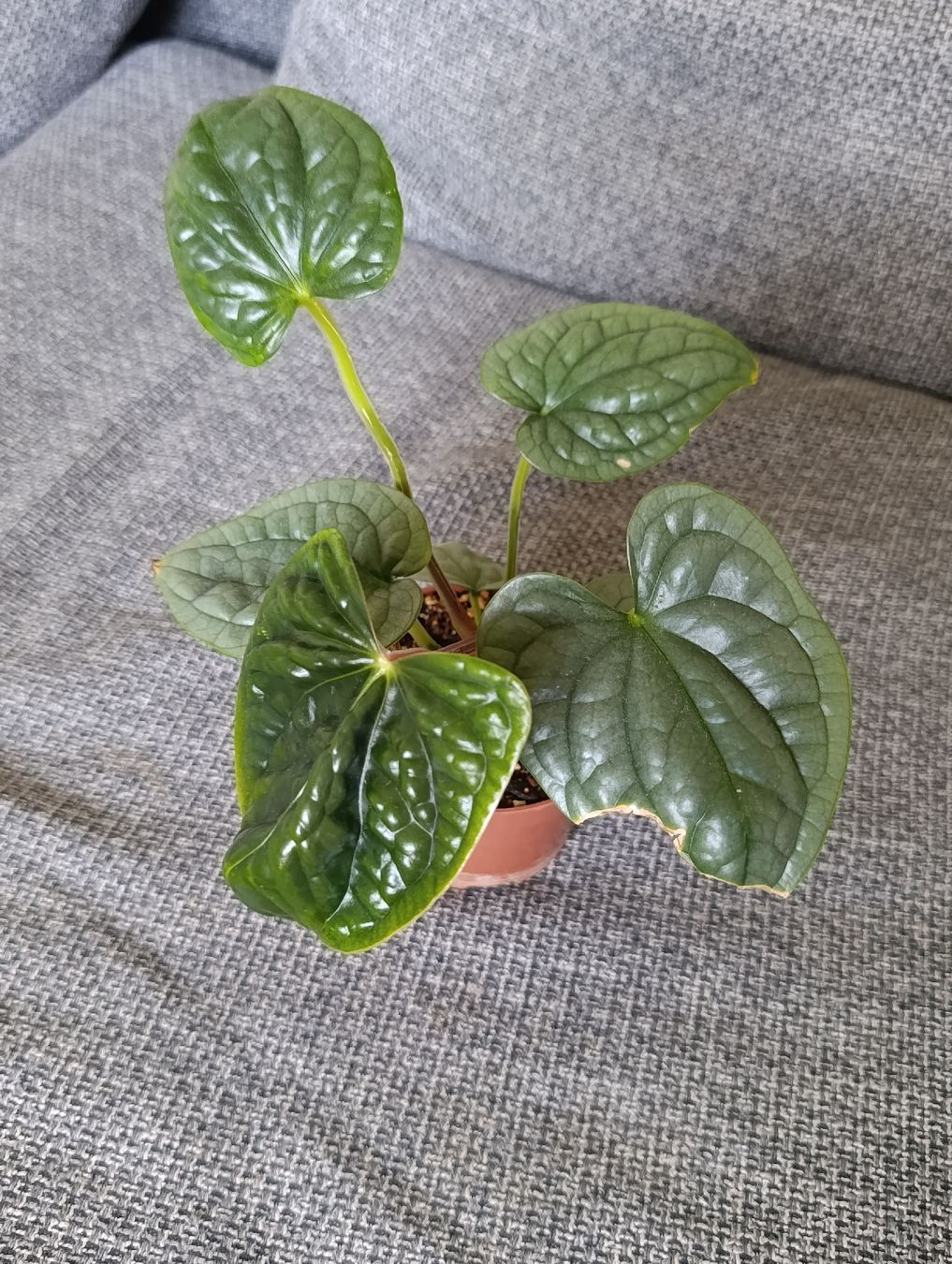 Piante & sementi: Anthurium Luxurians – Nuovo (secondo la descrizione) da Baar venduto da L.isa28