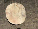Trommelfell, Trommelhaut Ziege 50 cm (Nr.19)