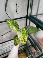 🌱 Alocasia odora batik tricolor