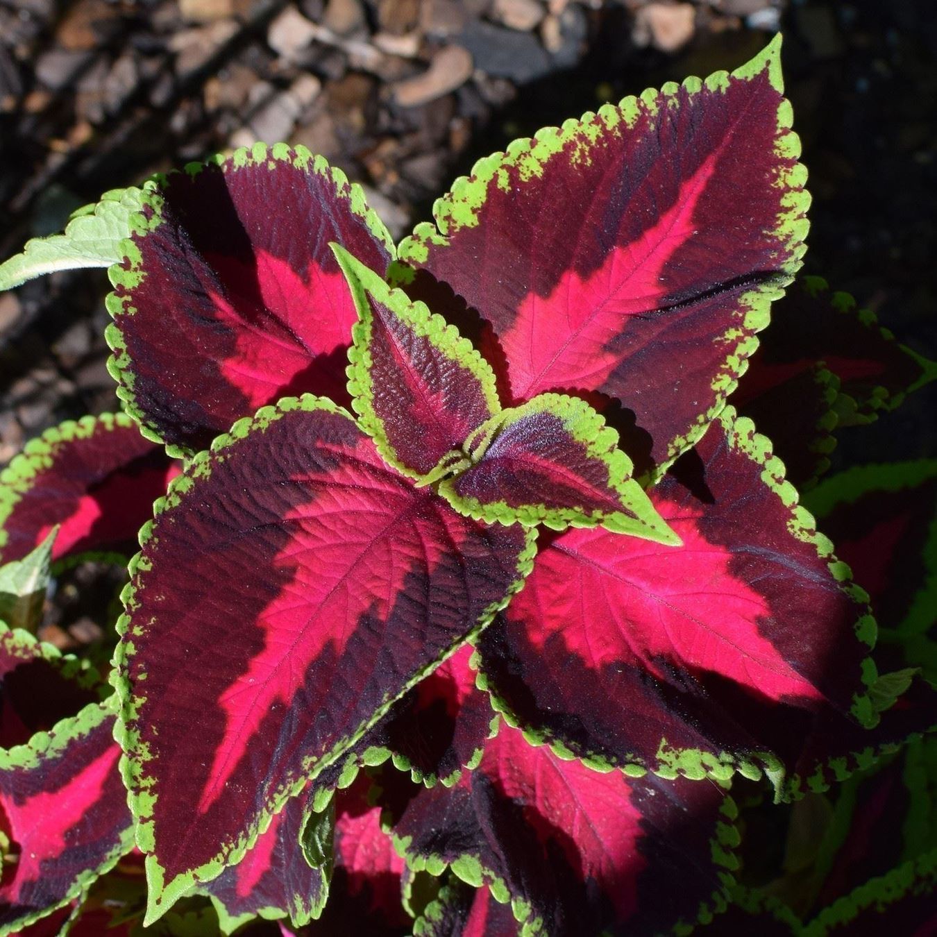 Plantes & graines: Coleus arc-en-ciel 60g – Neuf (Voir description) à Bremblens par FIBONACCI369