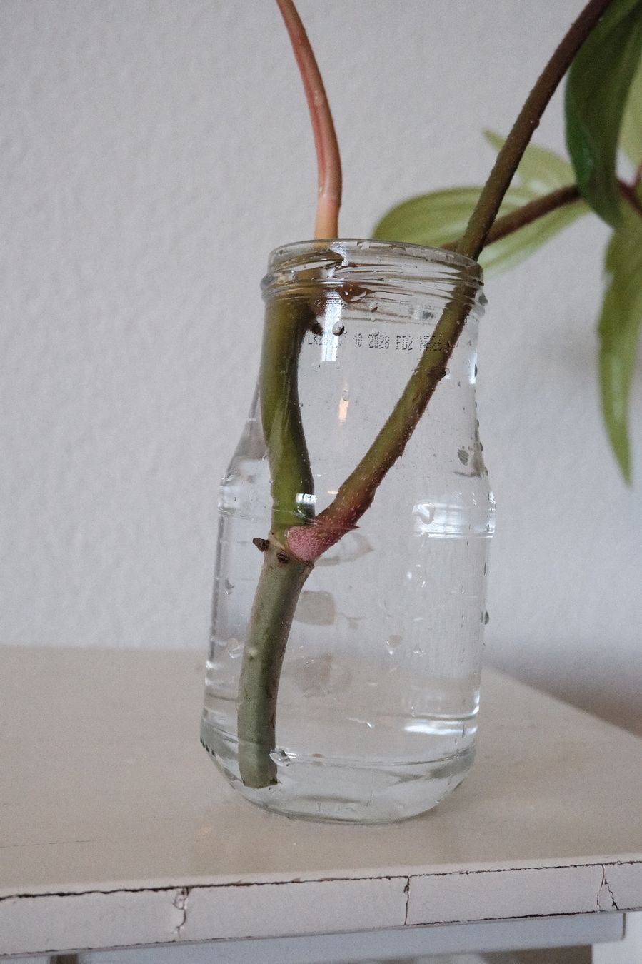 Pflanzen & Samen: Philodendron Florida Ghost Kopfsteckling – Neu (gemäss Beschreibung) aus Ballwil von Mirjam789 3