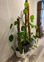 Monstera Variegata Blumen Pflanzen Blumentopf Pflanzentopf