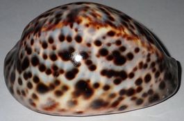 SEHR GROSSE CYPRAEA TIGRIS,--MUSCHEL,--104 MM,--F+++/GEM
