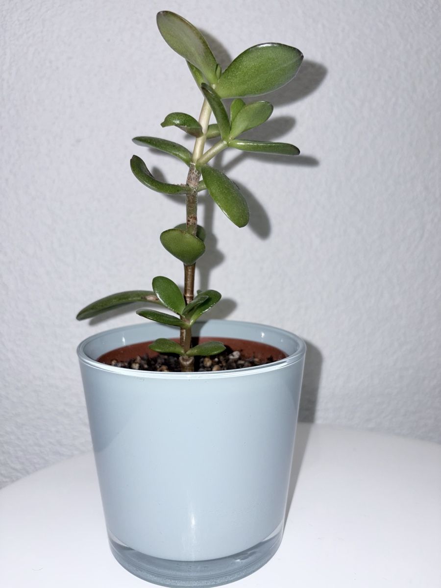 Plantes & graines: Crassula ovata with glass ceramic cache pot – D'occasion à Kilchberg ZH par malibubeach 2