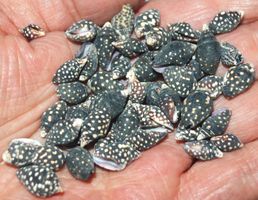 Deko Meer Muschel 088 – kleine Ziermuscheln 50 Stück