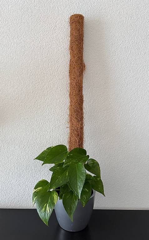 Piante & sementi: Efeutute am Rankstab, grauer Topf, 75cm – Usato da Aadorf venduto da Arkabraa 1