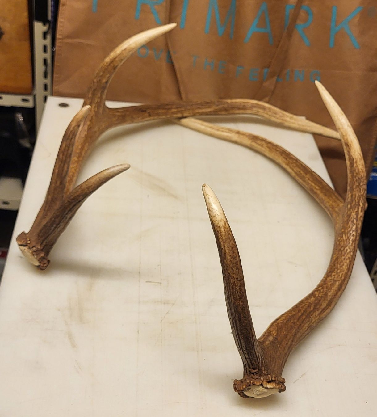 Il mondo degli animali: Vintage Bois de Serf – Usato da Villars-sur-Glâne venduto da rifzari 3