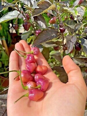 Pflanzen & Samen: Piment de collection CHEIRO ROXA 2g – Neu (gemäss Beschreibung) aus Bremblens von FIBONACCI369