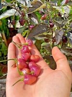 Piment de collection CHEIRO ROXA 2g