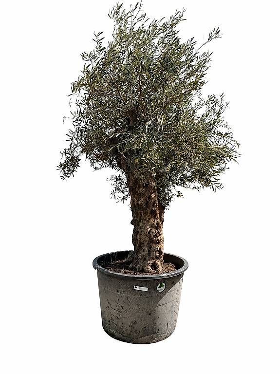 Pflanzen & Samen: Olivenbaum "Olea Europea 7 – Gebraucht aus Zuckenriet von Thur_Plant