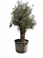 "Winterhart" Olivenbaum "Olea Europea 7