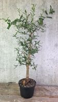 Operculicarya decaryi