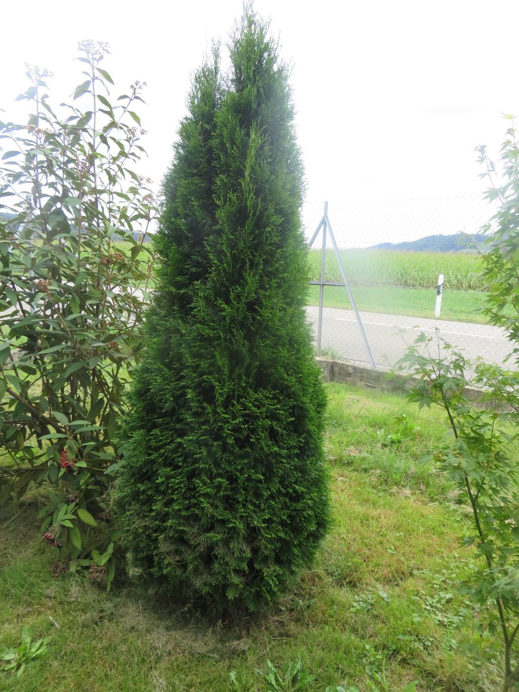 Auktion 1x Thuja Pflanze Bild 1- Baum Strauch Sichtschutz (Gebraucht) in  Schtz fr CHF 96  nur Abholung auf Ricardo kaufen