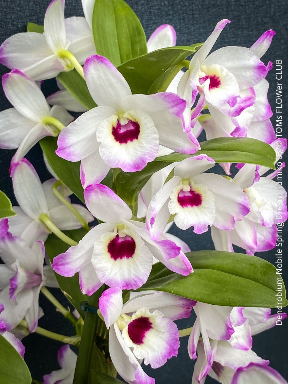 Piante & sementi: DeNDRoBiuM NoBiLe 'SPRiNG DReaM KuMiKo' - SPeKTaKuLäR – Usato da Adliswil venduto da asTOMas963 4