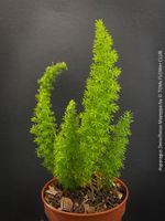 Asparagus Densiflorus Mazeppa - Fuchsschwanzfarn für Dich