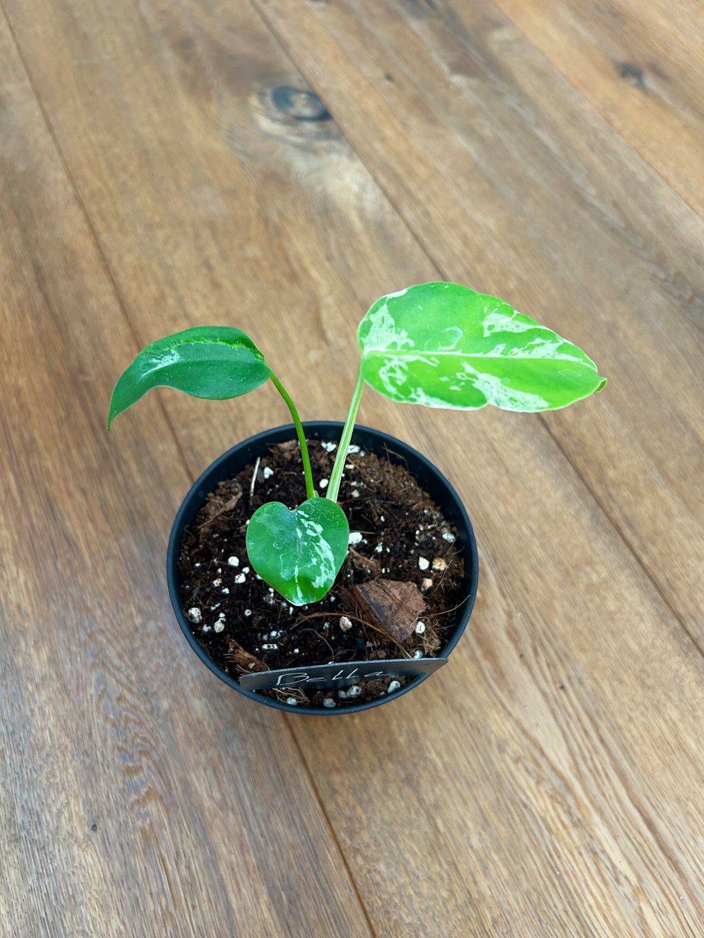 Piante & sementi: Monstera Bulbasur💚 – Nuovo e nell'imballaggio originale da Wattwil venduto da Mikesplantshop 2