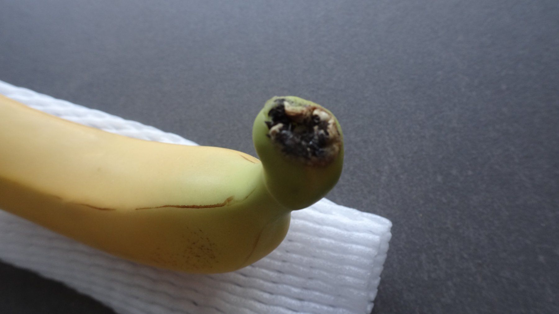 Tutte le decorazioni: Künstliche Banane wie echt! – Nuovo e nell'imballaggio originale da Ottikon venduto da nag-champa77 2