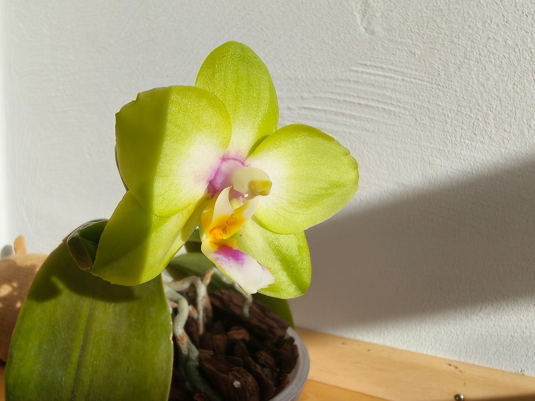 Piante & sementi: Phalaenopsis KS Viogold Green – Usato da Chamoson venduto da Yuriyaa 4