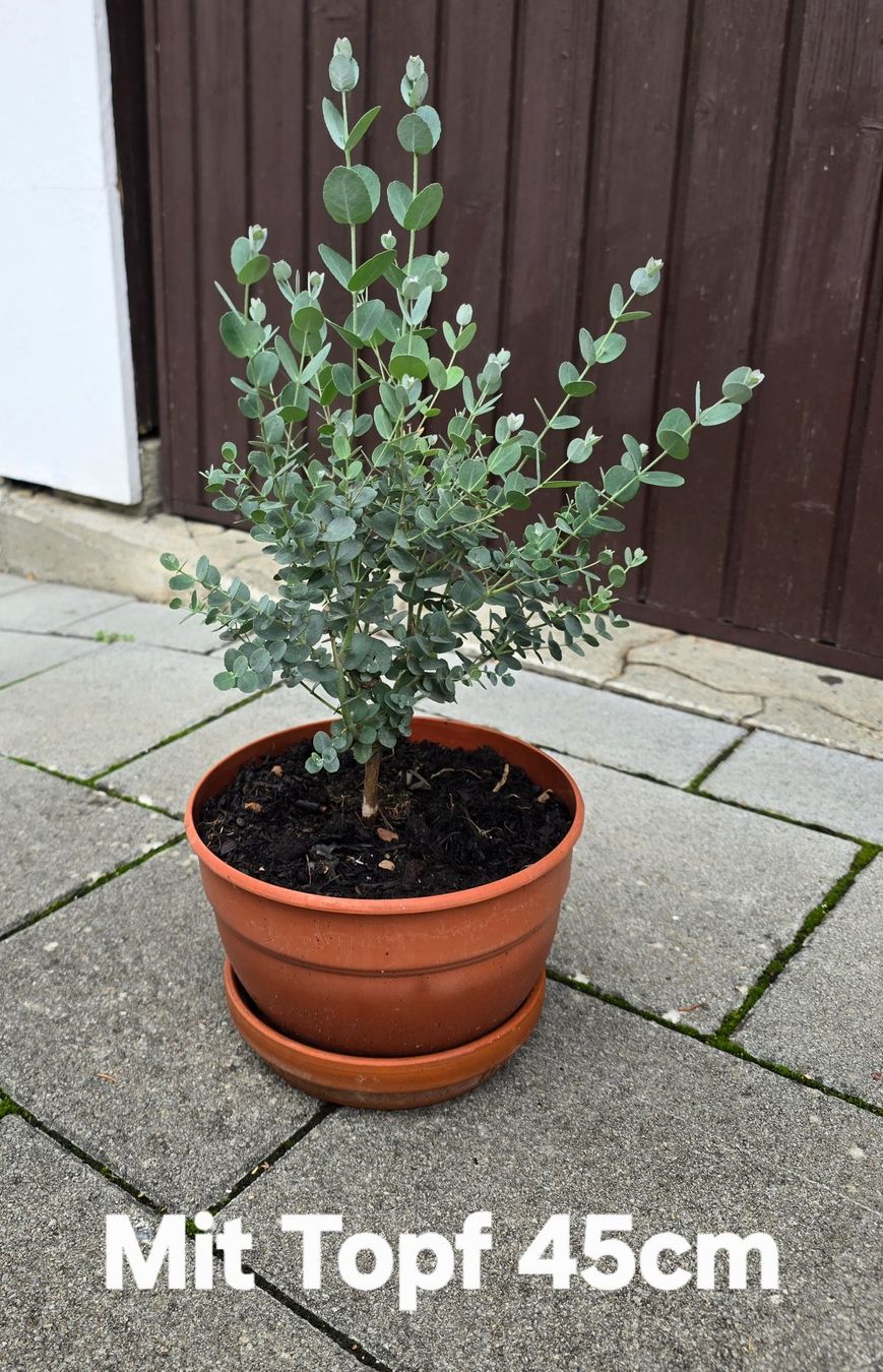 Piante & sementi: Eukalyptus Pflanze - Tischdeko, Geschenk... – Nuovo (secondo la descrizione) da Aarburg venduto da popkorn65 4