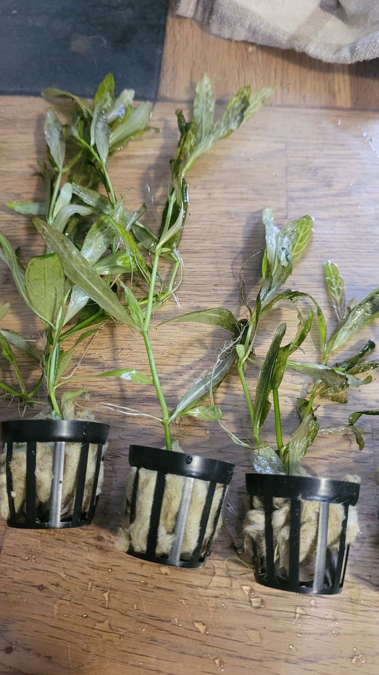 Piante & sementi: Hygrophila Rosanervig – Nuovo e nell'imballaggio originale da Saxon venduto da Sebdem 1