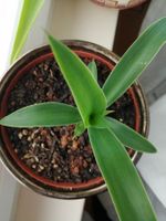 kleine Yucca