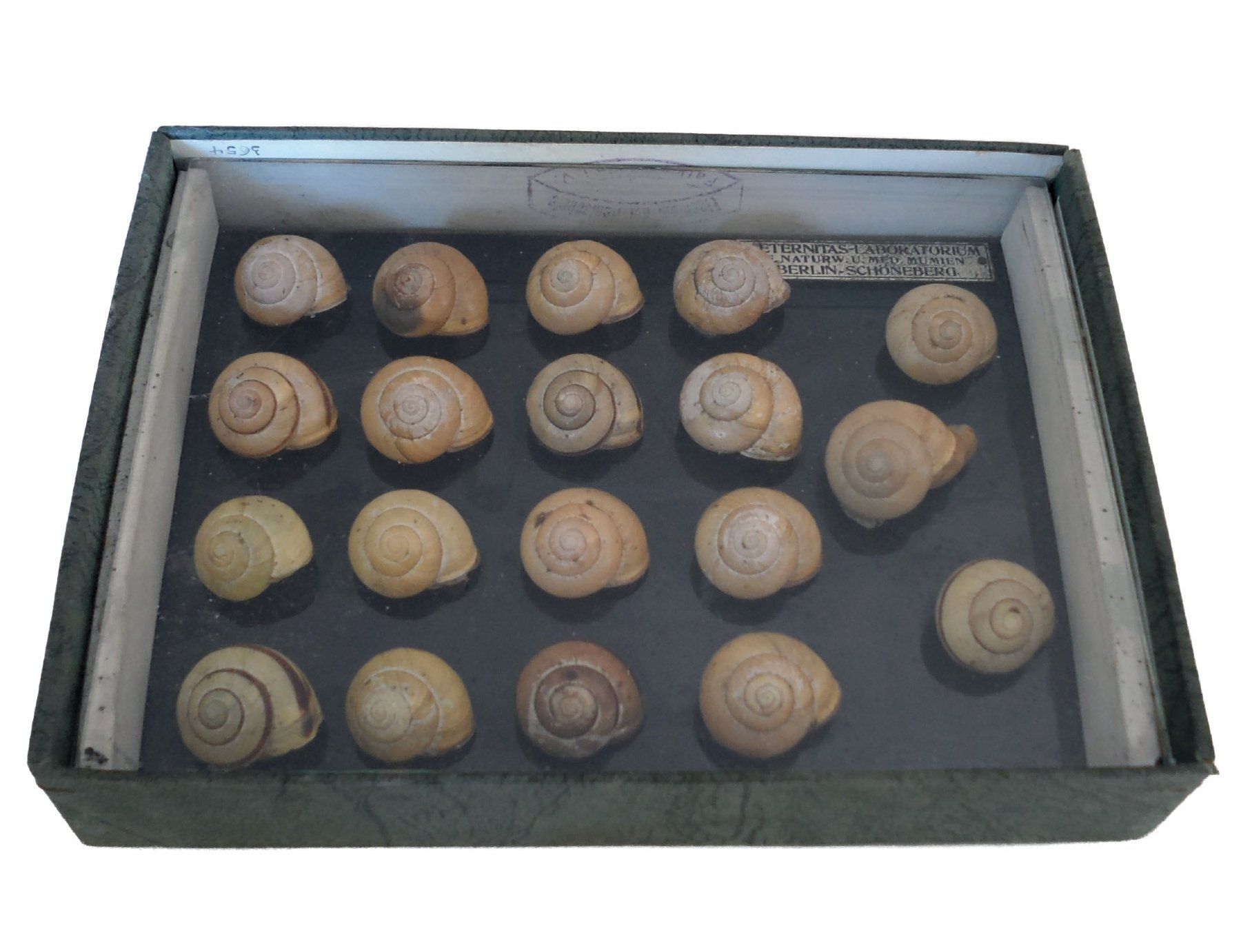 Welt der Tiere: Antique display case showcasing snail shell variability – Gebraucht aus Uster von the_sz2y